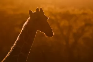 Foto's van Afrikaanse zoogdieren door Ingrid Vekemans