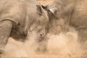 Foto's van neushoorns, nijlpaarden en buffels door Ingrid Vekemans