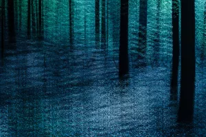 Meervoudige belichting bos Ingrid Vekemans workshops