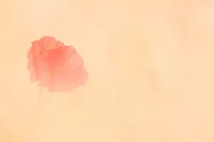 klaproos tegen zachtgele achtergrond