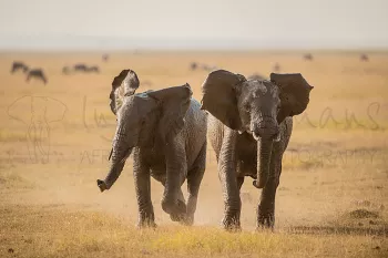 Olifanten rennen frontaal al spelend en met oren en slurf zwaaiend over de vlakte