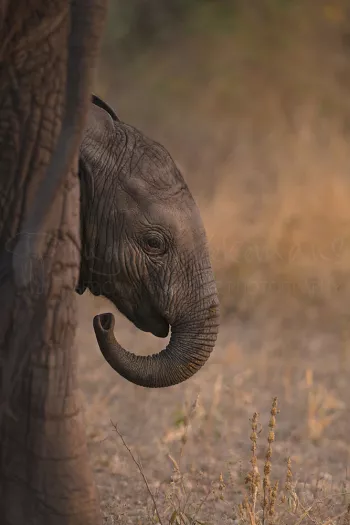 Baby-olifant in close-up achter met gekrulde slurf