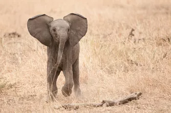 Baby-olifant frontaal met gespreide oren 