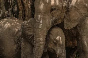 Close-up van volwassen olifant in beschermende houding bij baby-olifant
