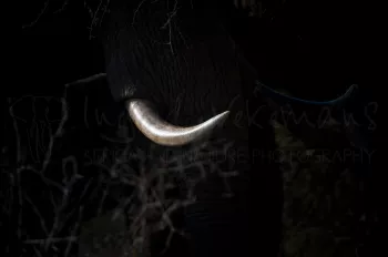 Olifantenslagtand in struikgewas met enkel ivoren slagtand zichtbaar 