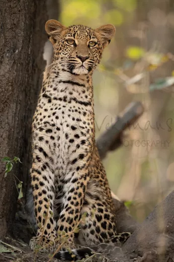 jong luipaard op de uitkijk naar zijn moeder