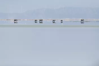 olifanten lopen door het ondiepe water