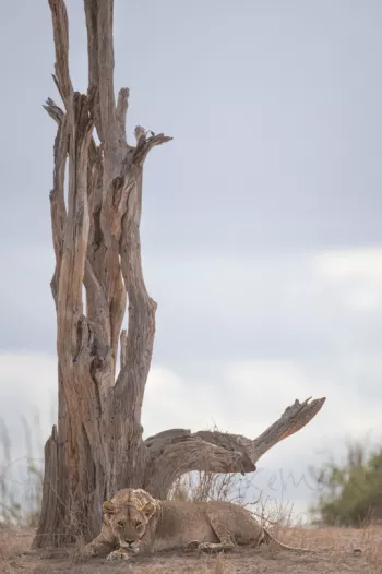 leeuw ligt op de grond voor dode boom