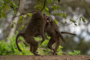twee vechtende bavianen