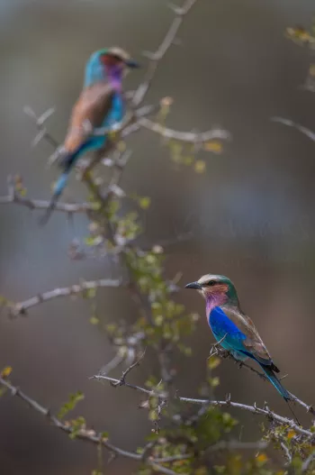 twee Vorkstaartscharrelaars 