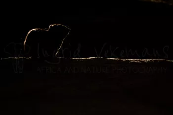 silhouet of rock hyrax