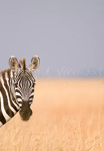 portret van zebra die naar fotograaf kijkt