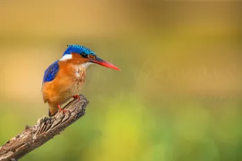 Malachietijsvogel in Selous tijdens Zuid-Tanzania Explorer fotosafari met Ingrid Vekemans