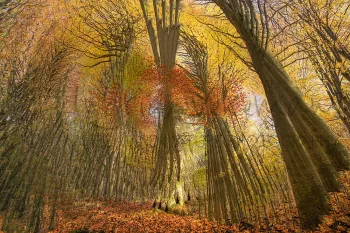 In-camera dark meervoudige belichting DARK van bomen 