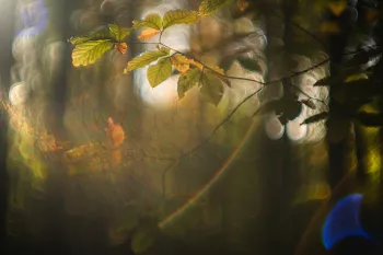 Beukenblaadjes met vage bomen op de achtergrond en de zon die een kleurrijke flare verspreidt van linksboven naar rechtsonder
