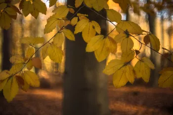 Herfstbeeld in het Zoniënwoud in België