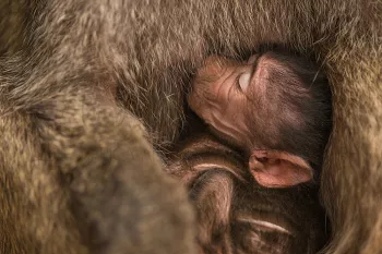 Baby baboon suckling near Lake Manyara during Tanzania Wilderness Safari photo safari