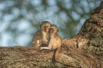 twee aapjes knuffelen elkaar terwijl ze in een boom zitten