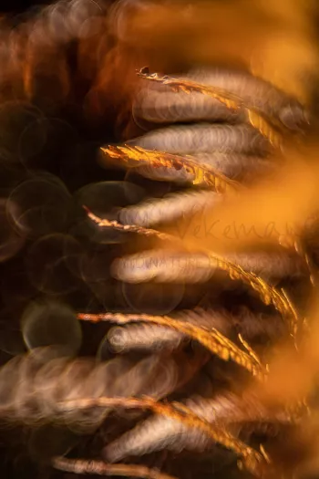 Varendetail in de herfst in het Zoniënwoud tijdens workshop Sfeer en Technieken van Ingrid Vekemans.