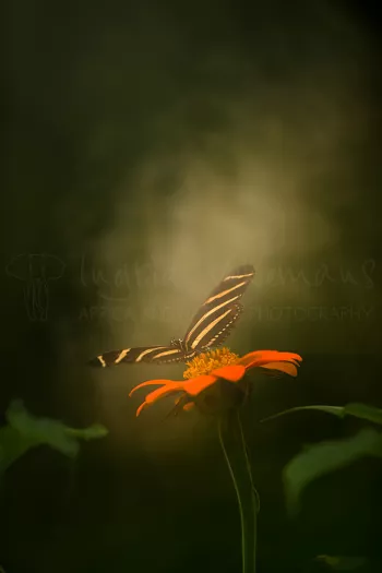 Heliconius charithonia zit op bloem met gespreide vleugels