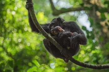 Chimpansee moeder zit op tak met baby in armen die naar beneden kijkt