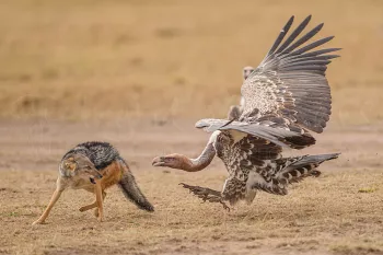 Pregnant jackal fighting vulture over prey in Masai Mara during Migration and Rift Valley Lakes photo safari