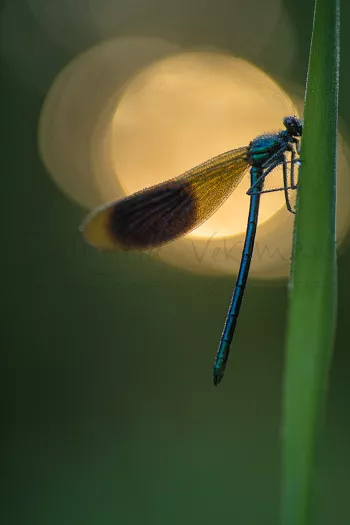 Weidebeekjuffer man close-up bij zonsopgang