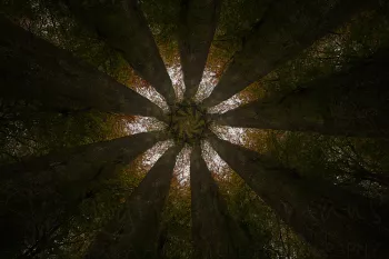 Negen donkere boomstammen rijken in een gelijkmatig ritme naar een stervormige boomkruin
