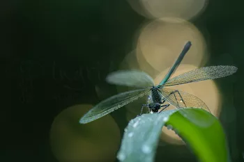 Weidebeekjuffer bij ochtendgloren