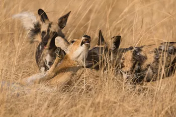 Afrikaanse wilde honden vangen puku in doodsstrijd in close-up in South Luangwa in Zambia
