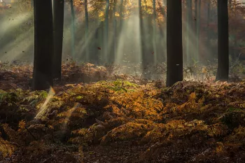 Vallende herfstblaadjes in het bos met zonneharp