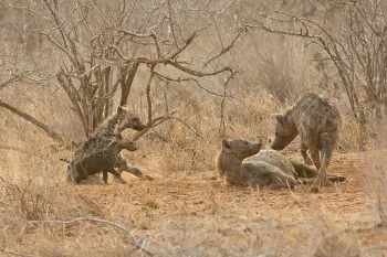 Spotted hyena clan with young and adult hyenas standing near den in Tsavo East