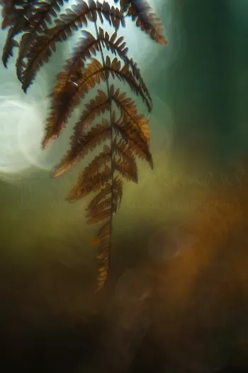 Sfeervolle varen in het Zoniënwoud 