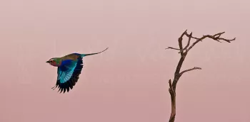 Vorkstaartscharrelaar opvliegend van dode boom bij zonsopgang