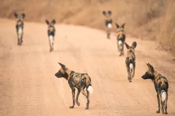 African wild dogs in Ruaha National Park during 'Southern Tanzania Explorer' photo safari