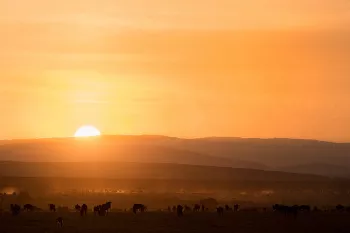 gnoes komen samen op de mara plains