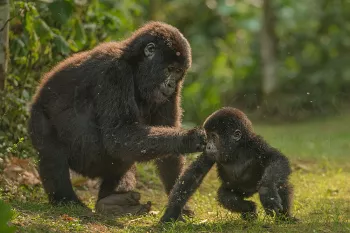 Tienergorilla speelt met baby gorilla in open ruimte in het oerwoud