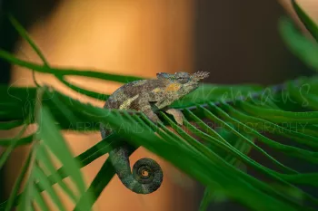 Kilimanjaro Tweehoornkameleon zittend op blad in avondzon