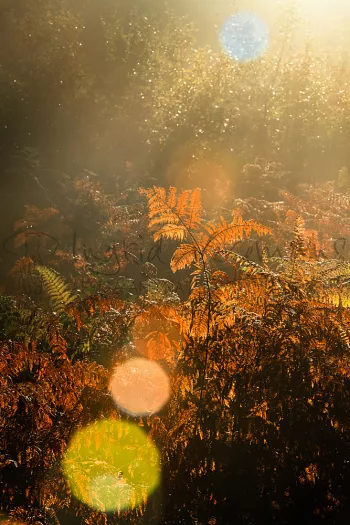 Varen met flare in het Zoniënwoud tijdens de workshop Sfeer en Technieken met Ingrid Vekemans