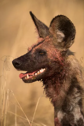 Close up van bebloede kop van Afrikaanse wilde hond in South Luangwa in Zambia