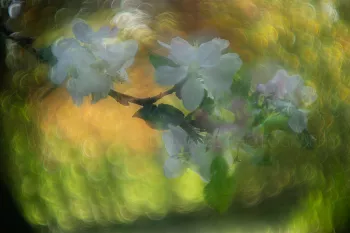 appelbloesem met meervoudige belichting