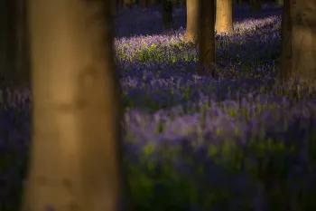 Hallerbos bedekt met boshyacinten in ochtendzon