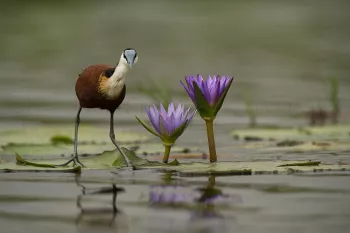 Lelieloper in Mabamba Swamp tijdens Oeganda - Gorilla's, chimpansees en meer fotosafari