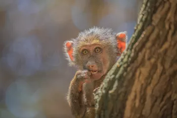 close-up of baby monkey