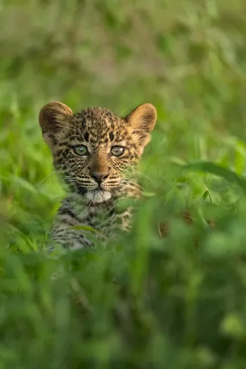Baby luipaard tussen groene vegetatie, met oogcontact