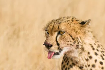 cheeta steekt tong uit