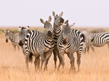 drie zebra's staan naast elkaar