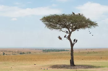 Landschap van de Masai Mara met boom en vogels tijdens 'Migratie en Meren van de Grote Rift' fotosafari