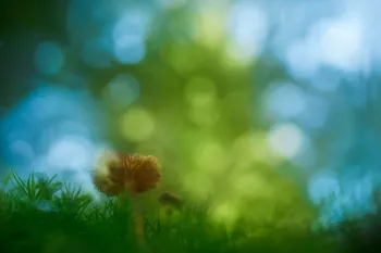 onderkant paddenstoel