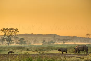 Hyena en neushoorns in Lake Nakuru National Park tijdens Migratie en Meren van de Grote Rift fotosafari